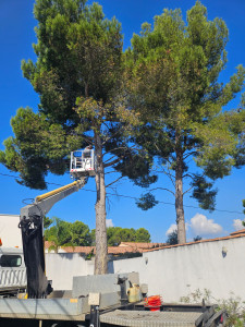 Photo de galerie - Abbatage d'un pin avec nacelle 