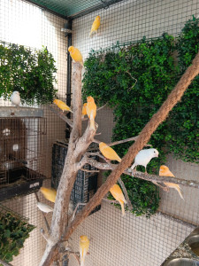 Photo de galerie - Volière de 15 canaris
