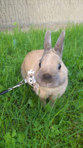 Photo de galerie - Promenade en toute sécurité 