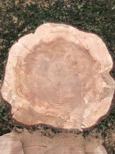 Photo de galerie - Elagage et coupe d'arbres