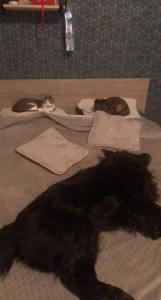 Photo de galerie - J ai 2 chats et un chien 