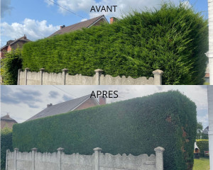 Photo de galerie - Taille de haie 