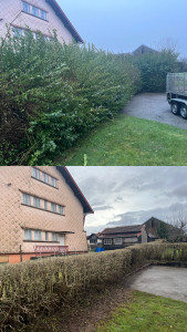 Photo de galerie - Réduction sur une haie de troène 