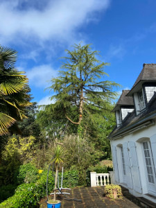 Photo de galerie - Taille éclaircie d’un cèdre