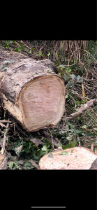 Photo de galerie - Elagage et coupe d'arbres