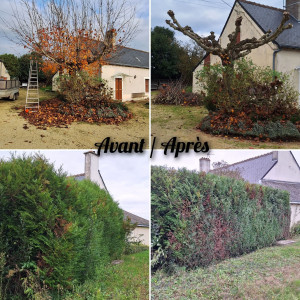 Photo de galerie - Taille de d'une  haie de tuya et taille d'un  érables 