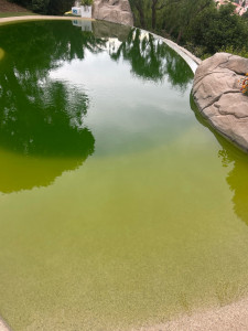 Photo de galerie - Entretien piscine