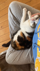 Photo de galerie - Voici mon chat que j’ai depuis 10ans 