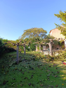 Photo de galerie - Elagage et coupe d'arbres