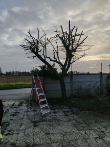 Photo de galerie - Taille, rafraîchissement d'un pommier avant les beaux jours chez un client.