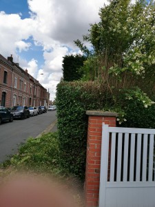 Photo de galerie - Taille de haies et d'arbustes