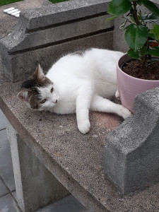 Photo de galerie - Minette : Une chatte (je suppose je n'en suis pas certaine) qui vient nous extorquer à manger (et quelques câlins et caresses❤️)