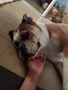 Photo de galerie - Garde de Saphir, un magnifique bouledogue anglais. 