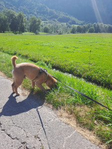 Photo de galerie - Garde de chien, promenade..