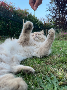 Photo de galerie - Milo accueille volontiers des copains en garde 