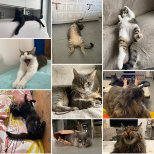 Photo de galerie - Chats gardés à mon domicile 