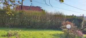 Photo de galerie - Taille toute sorte de haie et arbustes et t tonte 