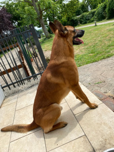 Photo de galerie - Garde de chien tous types de races….