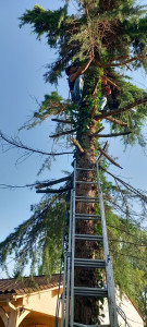 Photo de galerie - élagage d un sapin
