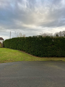 Photo de galerie - Rabattage d’une haie 