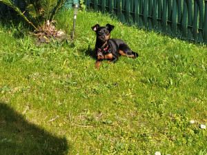 Photo de galerie - Je garde toute sorte de chien,je me déplace chez les habitants, semaine, weekend sur plusieurs jours et semaines jardin assez 
grand , sortie balade matin et soir 
