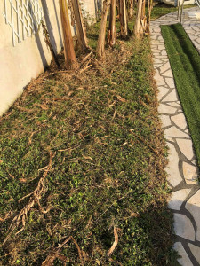 Photo de galerie - Entretient espace vert 