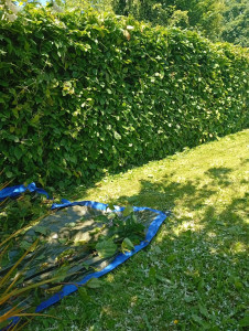 Photo de galerie - Taille de haies et d'arbustes