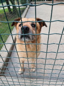 Photo de galerie - Garde animaux