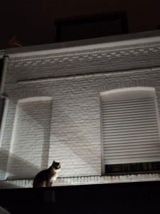 Photo de galerie - Ballade de chat nocturne