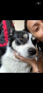 Photo de galerie - Je propose de garder vos chiens avec sérieux et bienveillance ? Visites à domicile, repas, promenades et présence pendant vos absences. Douce et attentive, je veille toujours à leur bien-être et leur sécurité ?