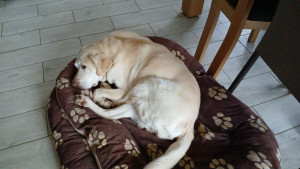 Photo de galerie - Folen une labrador de 14 ans de passage à la maison. Le dernier à duré 2 mois et demi pendant que sa maîtresse était à l'hôpital 