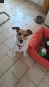 Photo de galerie - Garde chien