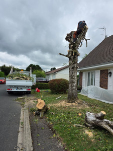 Photo de galerie - Elagage et coupe d'arbres
