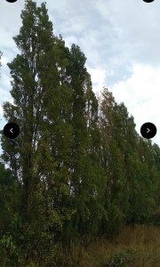 Photo de galerie - Elagage et coupe d'arbres