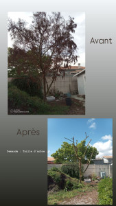 Photo de galerie - Taille de mimosa qui a gelé dans l'hiver 