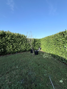 Photo de galerie - Taille d’une haie de laurier avec rabattage en cours 
