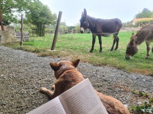 Photo de galerie - Garde d'animaux en tous genre : équidés, chien, chat, oiseaux, rongeurs, ... 