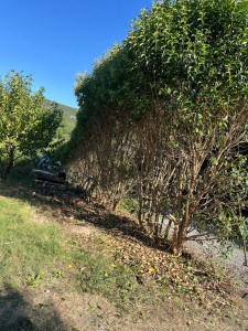 Photo de galerie - Taillage de haies 