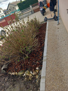 Photo de galerie - Entretien des hortensia