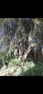 Photo de galerie - Abattage 