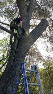 Photo de galerie - Suppression d'une charpentière de pin très menaçante par démontage et rétention 