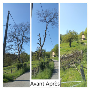 Photo de galerie - Abatage d'un noyer mort