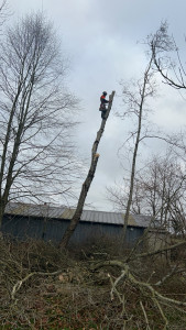 Photo de galerie - élagage 