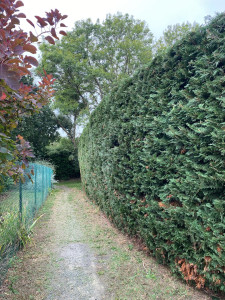 Photo de galerie - Taille de haies et d'arbustes