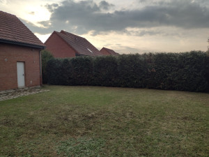 Photo de galerie - Taille de thuyas