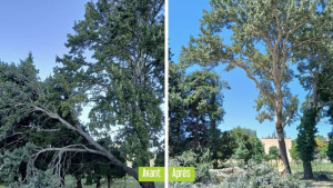 Photo de galerie - Élagage et taille d’arbres avant après