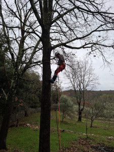 Photo de galerie - Elagage de chêne 