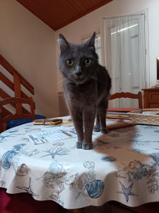 Photo de galerie - Garde chat