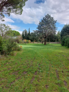 Photo de galerie - Tonte de pelouse 