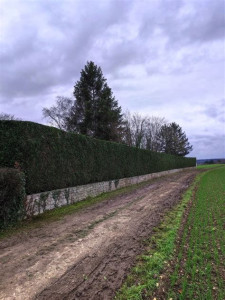 Photo de galerie - Taille de haies et d'arbustes